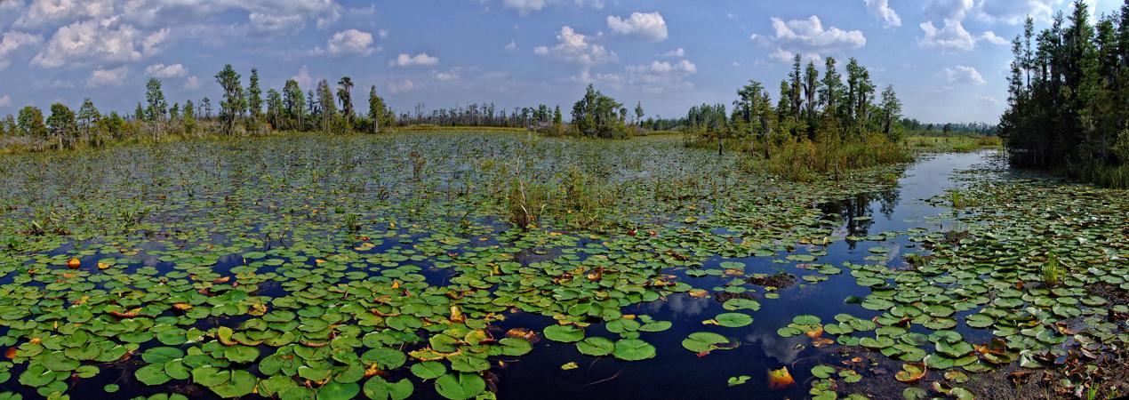 See im Okefenokee Swap, GA