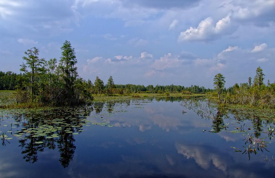 See im Okefenokee Swap, GA