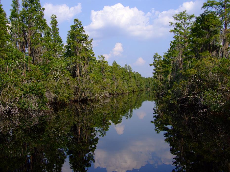 Kanal im Okefenokee Swap, GA