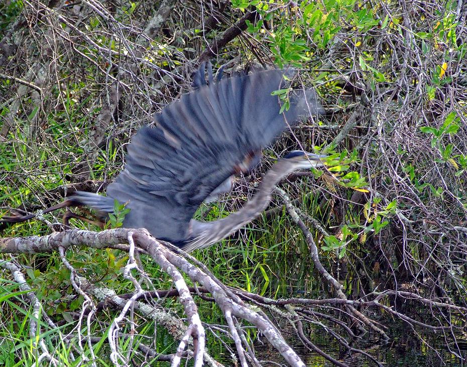 Reiher im Abflug, Okefenokee Swap, GA