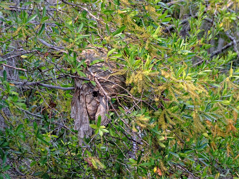 Wespennest im Okefenokee Swap, GA