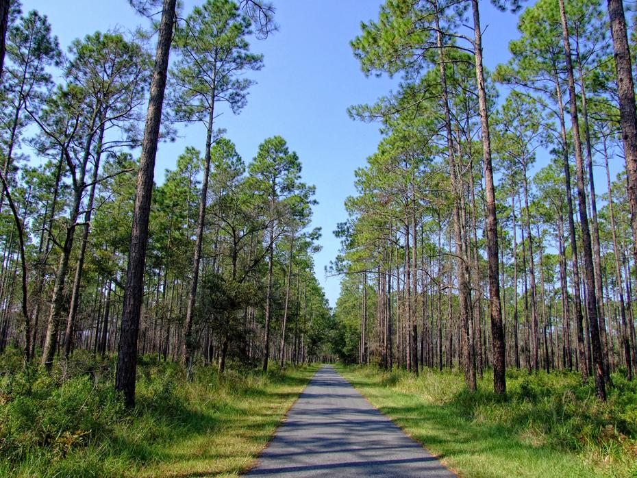 Straße im Okefenokee Swap, GA