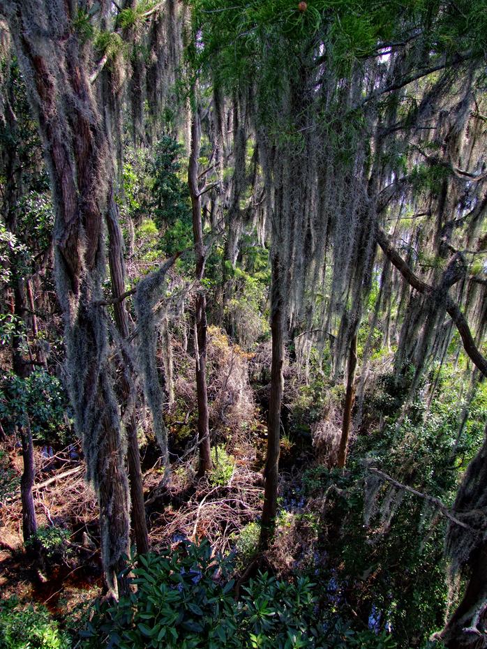 Blick vom Aussichtsturm, Okefenokee Swap, GA