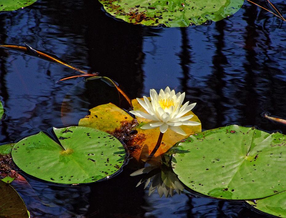 Seerose im Okefenokee Swap, GA