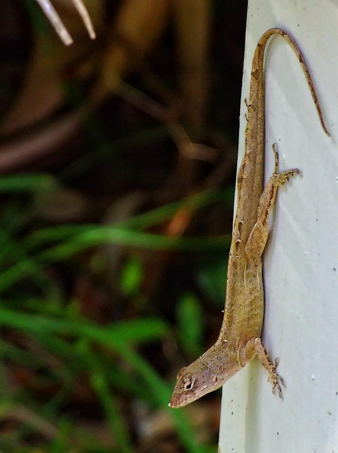 Eidechse, Fort Mantanza NM, FL