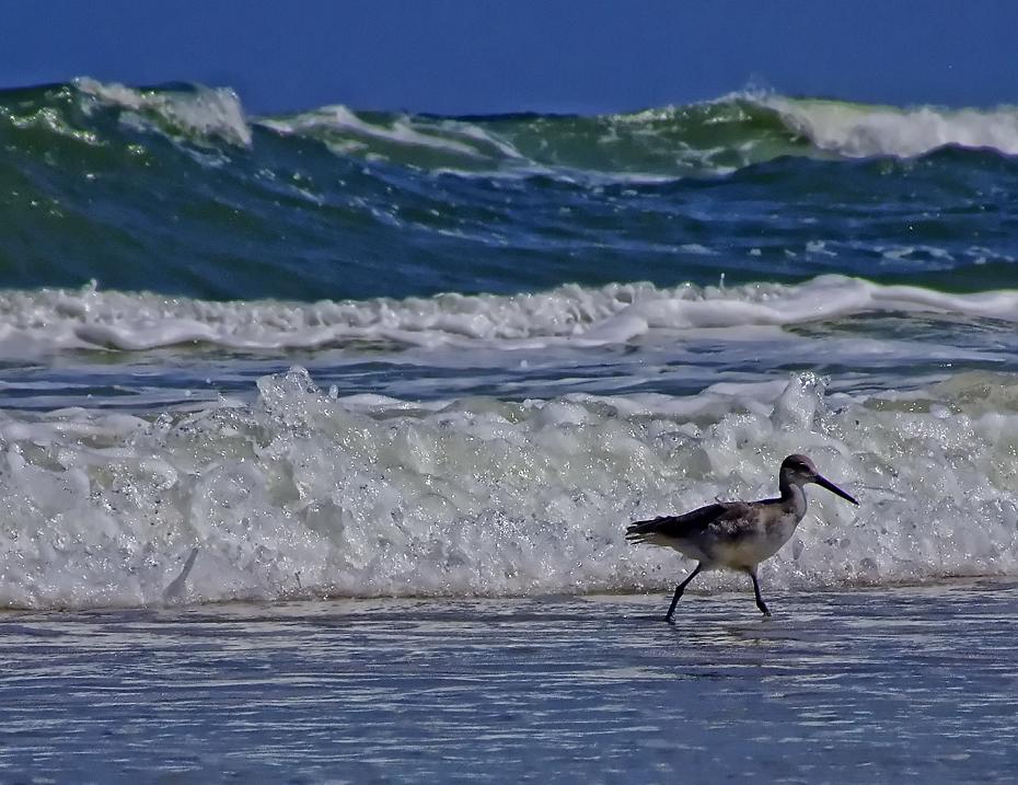 Vogel am Strand, Fort Mantanza NM, FL