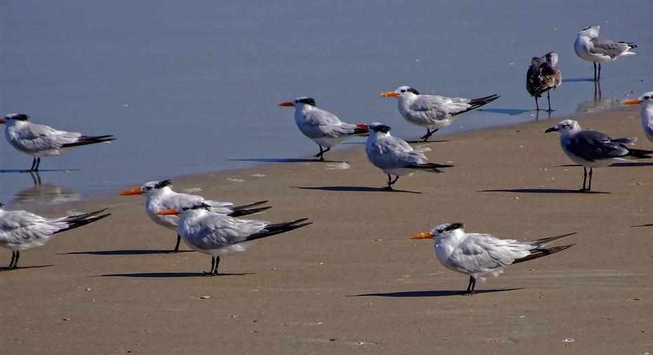 Vögel am Strand beim Fort Mantanza NM, FL