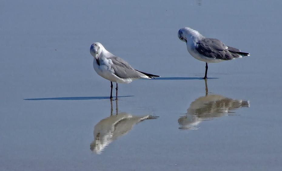 Vögel am Strand beim Fort Mantanza NM, FL