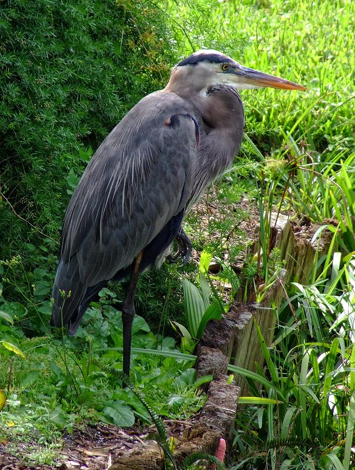 Vogel im Cypress Garden, FL
