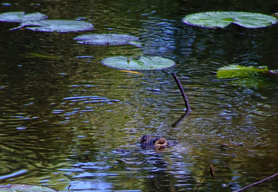 Alligator im Bok Tower Sanctuary, FL