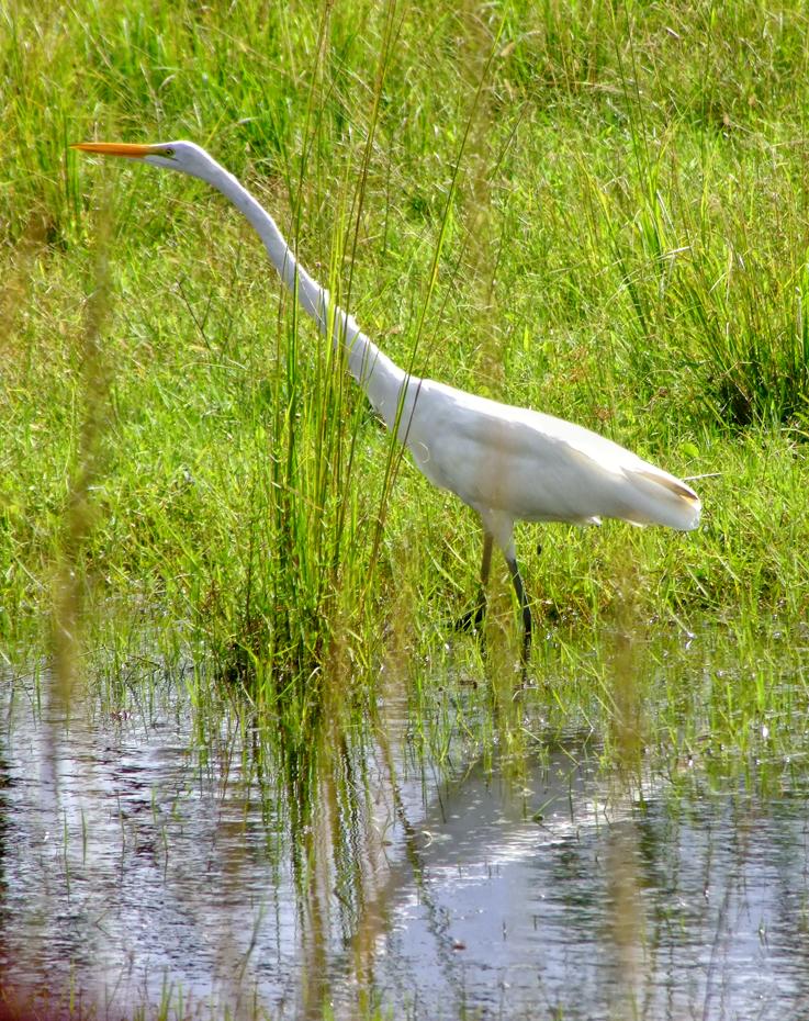 Reiher im Lion Country Safari Park, West Palm Beach, FL