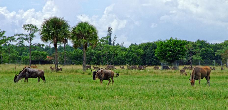 Gnus im Lion Country Safari Park, West Palm Beach, FL