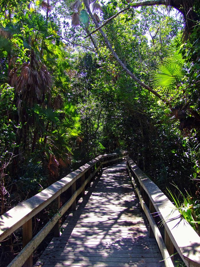 Im Hammock, Everglades NP, FL