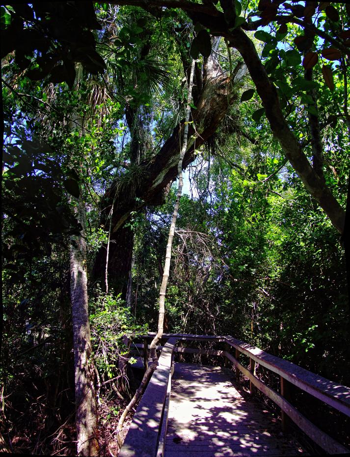 Im Hammock, Everglades NP, FL
