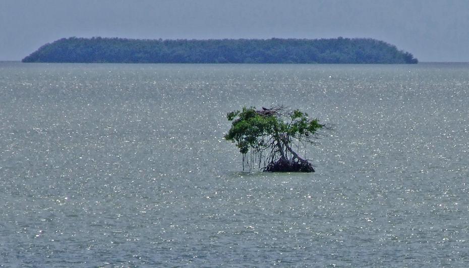 Einsame Insel, Flamingo, Everglades NP, FL