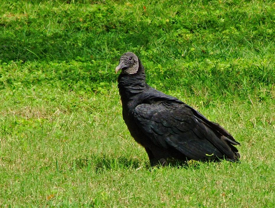 Geier, Everglades NP, FL