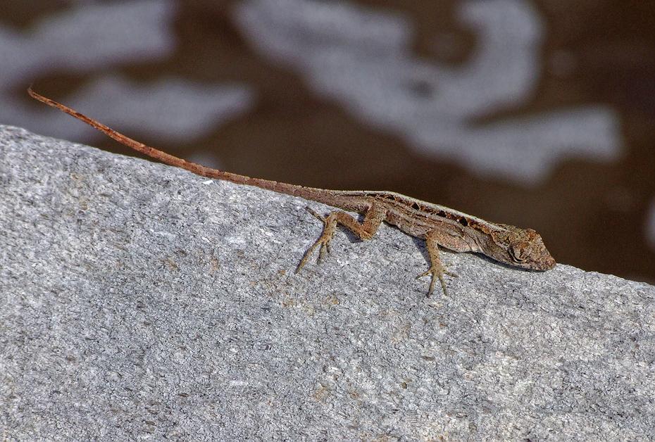 Eidechse im Everglades NP, FL