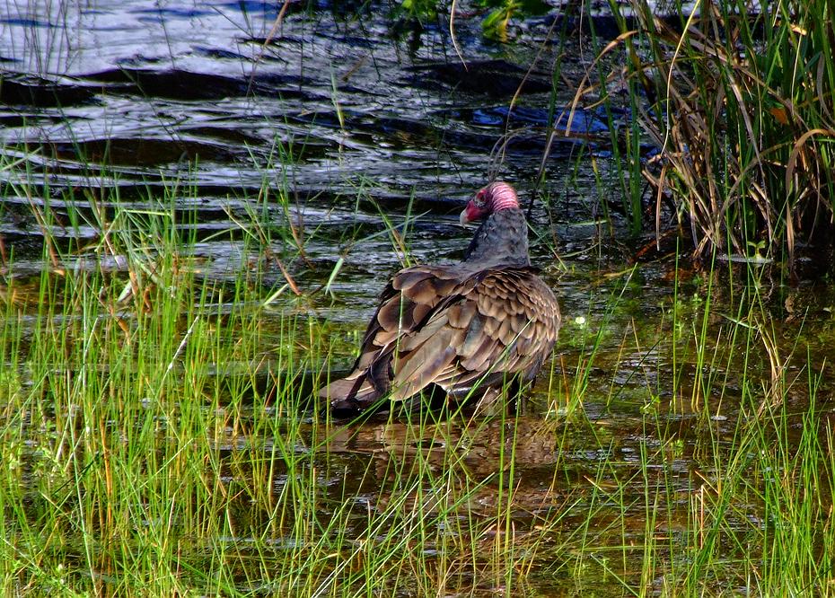 Badender Geier, Everglades NP, FL