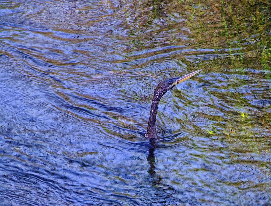 Tauchender Anhinga im Everglades NP, FL