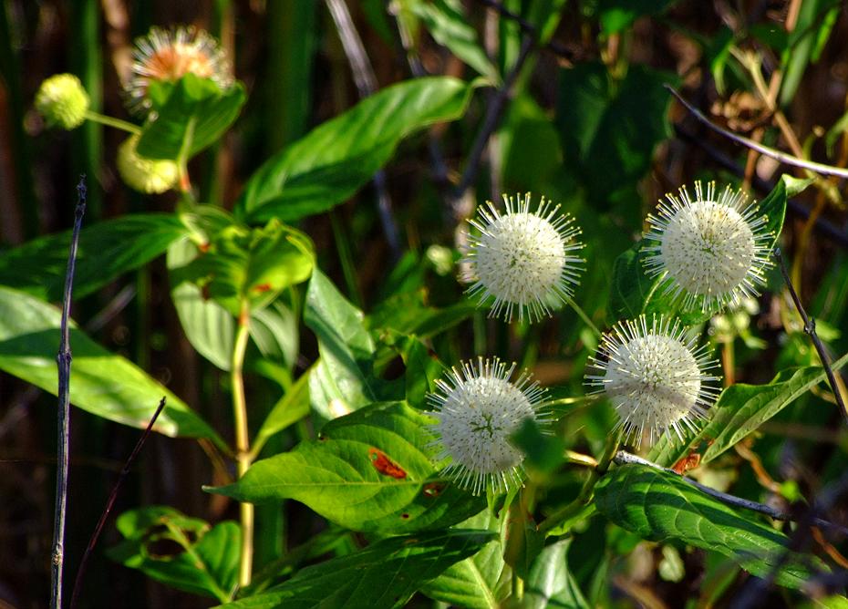 Blüten im Everglades NP, FL
