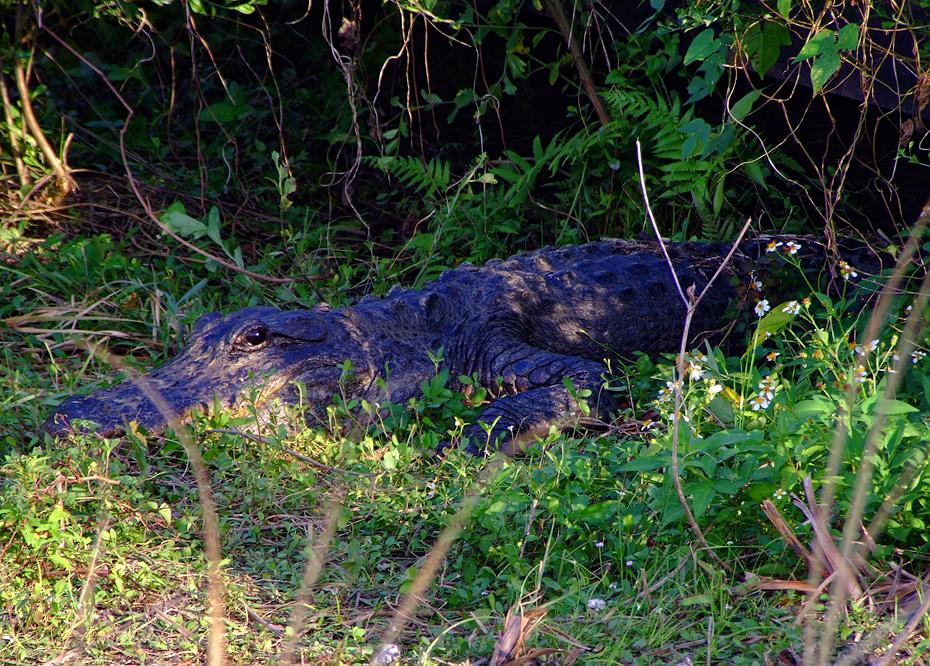 Alligator im Everglades NP, FL