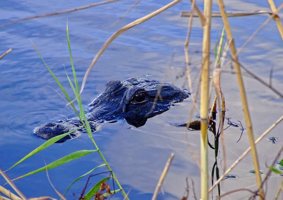 Alligator im Everglades NP, FL