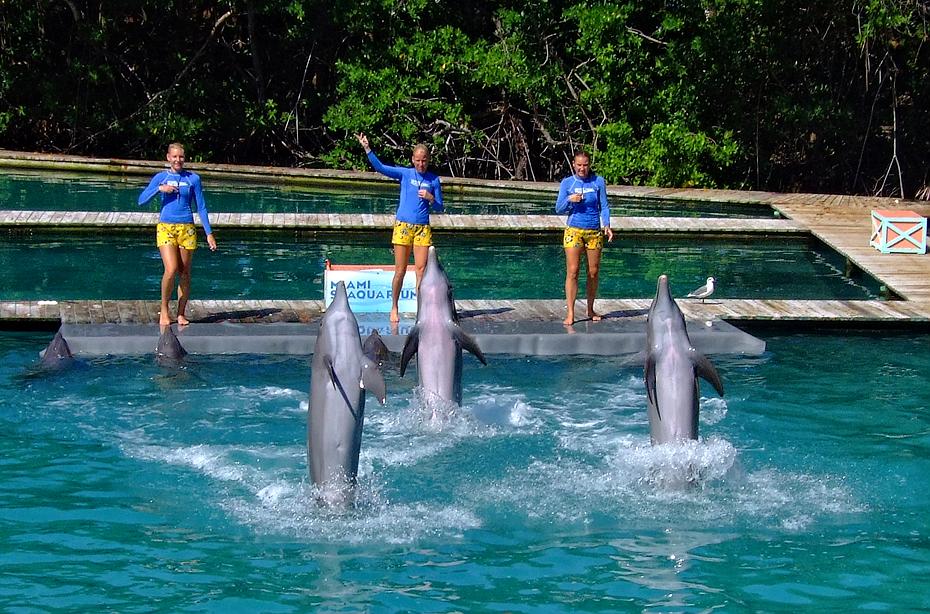 Delphine im Miami Seaquarium, Miami, FL
