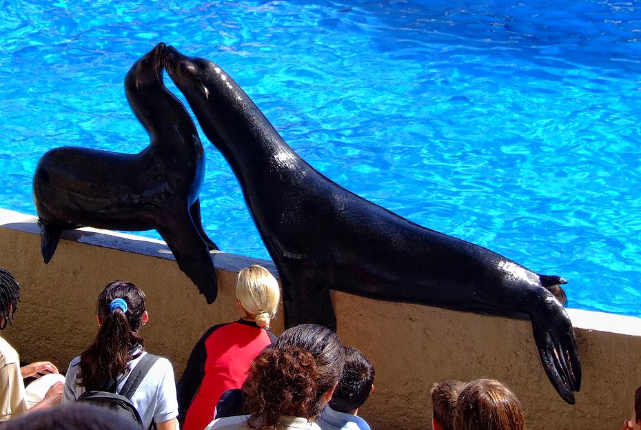 Seehunde im Miami Seaquarium, Miami, FL