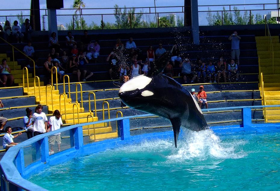 Killerwal im Miami Seaquarium, Miami, FL