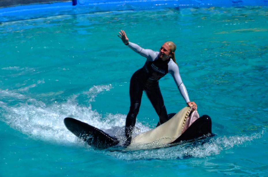 Killerwal im Miami Seaquarium, Miami, FL