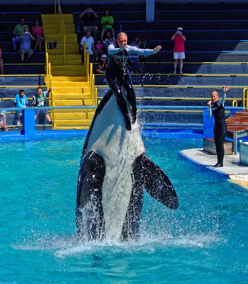 Killerwal im Miami Seaquarium, Miami, FL