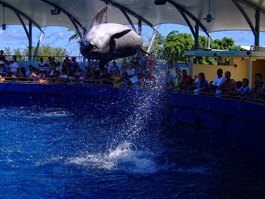 Delphin im Miami Seaquarium, Miami, FL