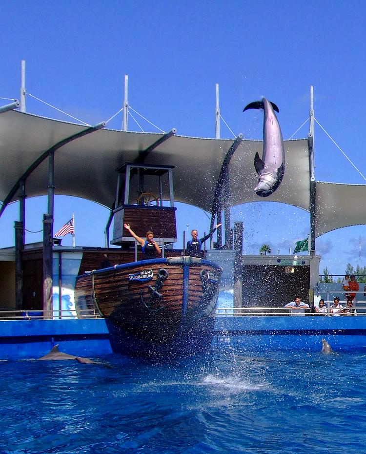 Delphin im Miami Seaquarium, Miami, FL