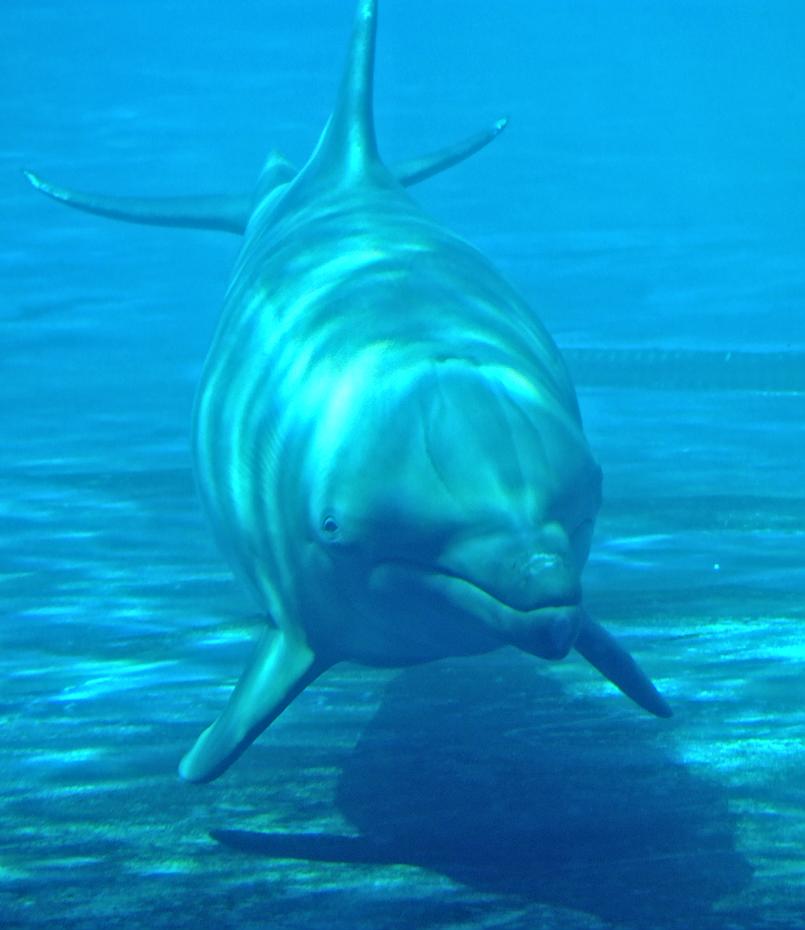 Delphin im Miami Seaquarium, Miami, FL