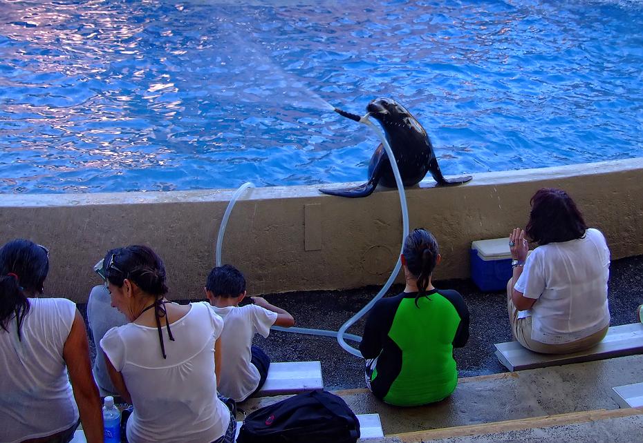 Seehund im Miami Seaquarium, Miami, FL