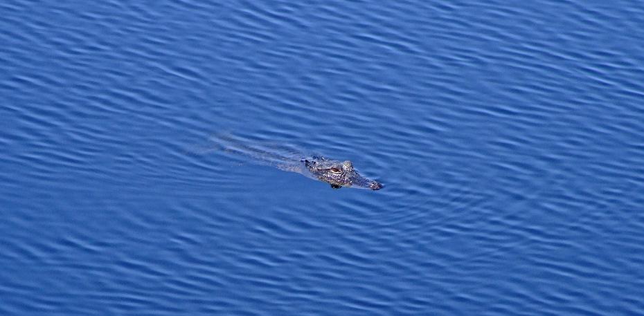 Alligator in der Alligator Alley, FL