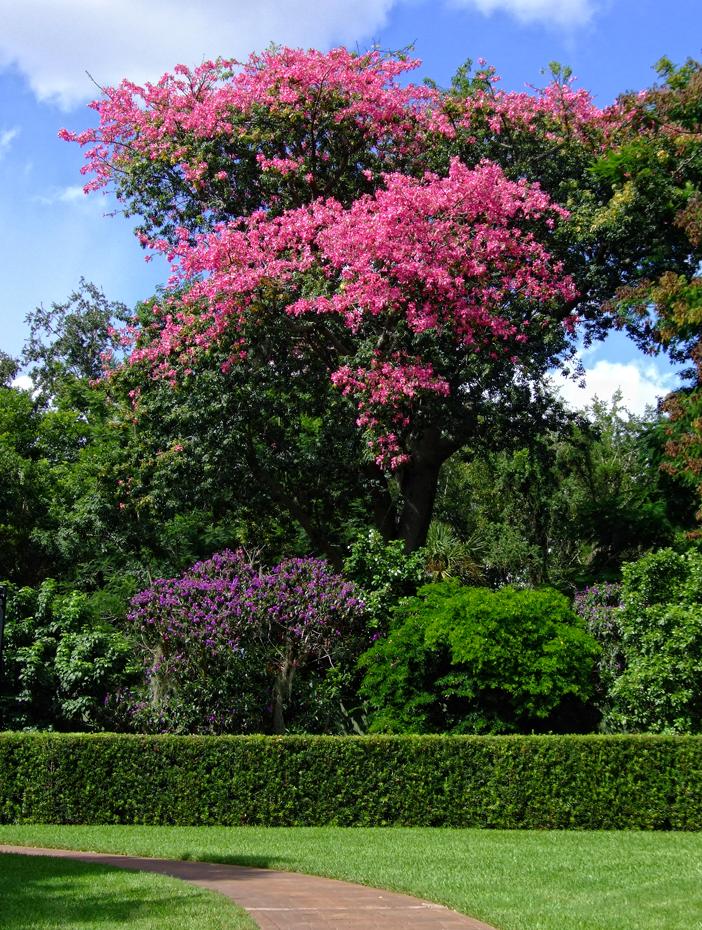 Blühenderf Baum im Cypress Garden, FL