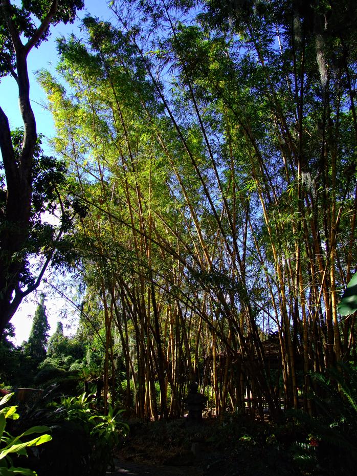 Bambuswald im Cypress Garden, FL