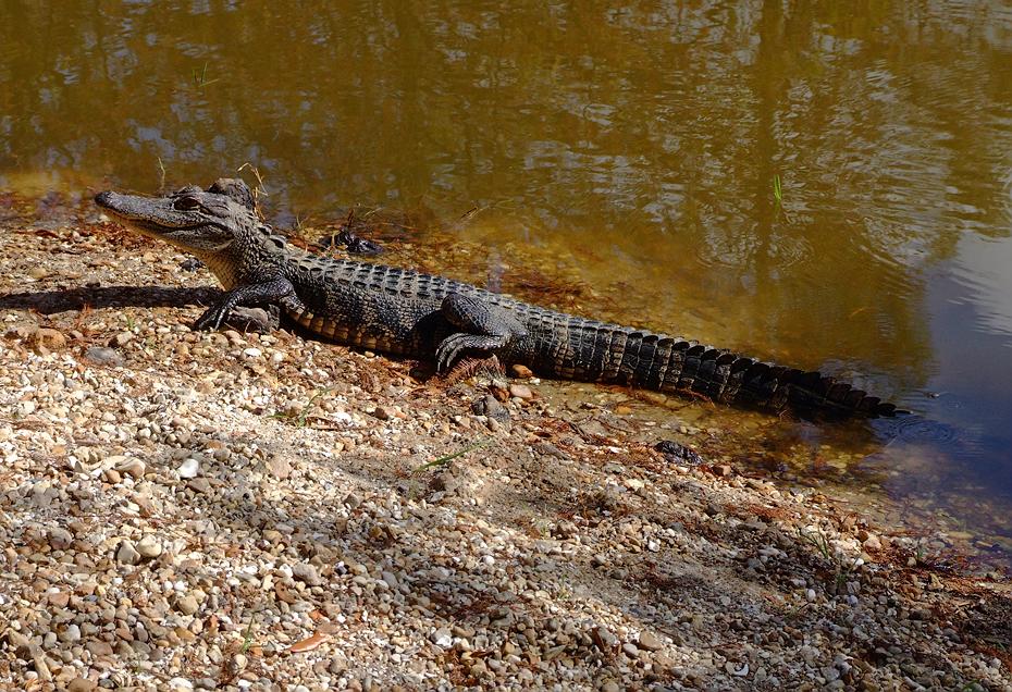 Alligator im Jungle Gardens, Avery Island, LA