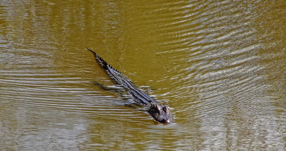 Alligator im Jungle Gardens, Avery Island, LA