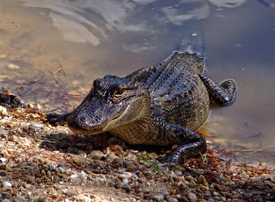 Alligator im Jungle Gardens, Avery Island, LA