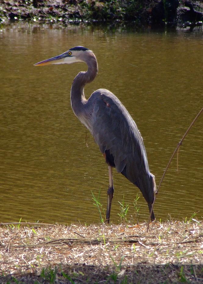 Reiher im Jungle Gardens, Avery Island, LA