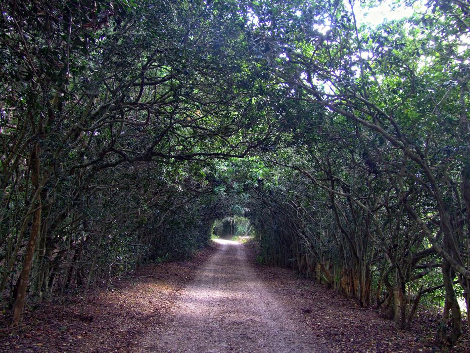 Rundweg im Jungle Gardens, Avery Island, LA