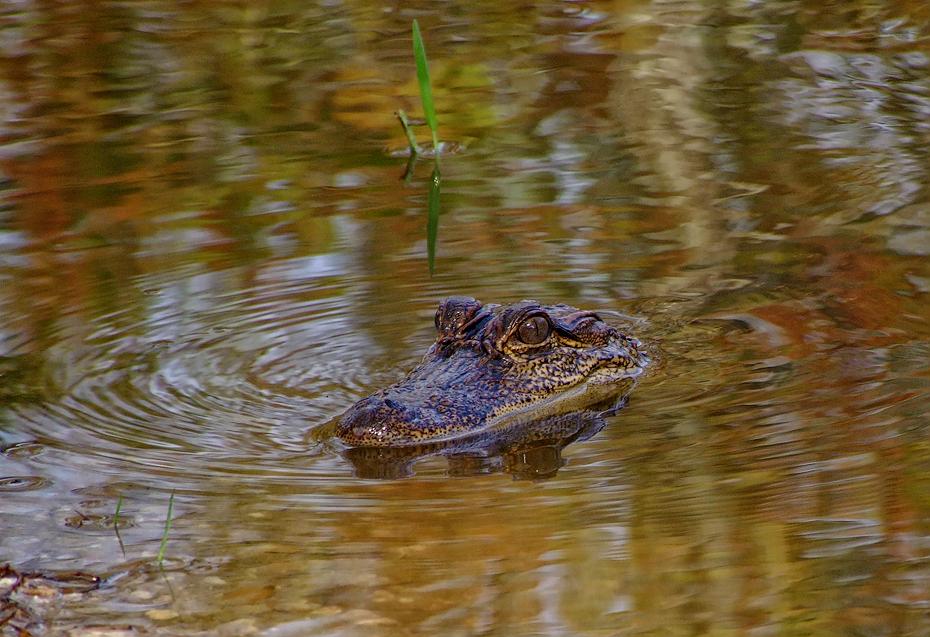 Alligator im Jungle Gardens, Avery Island, LA