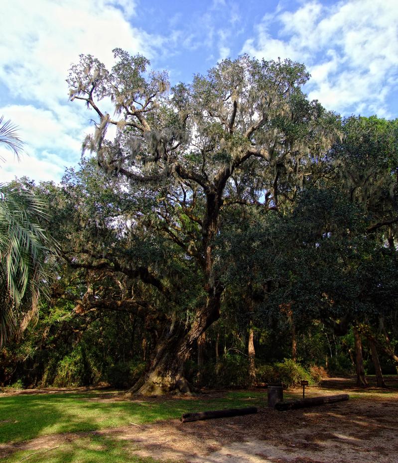 Rieseneiche im Jungle Gardens, Avery Island, LA