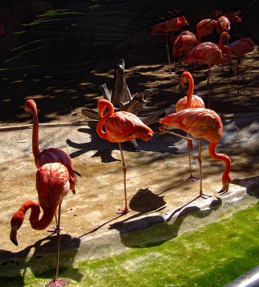 Flamingos im San Antonio Zoo, San Antonio, TX