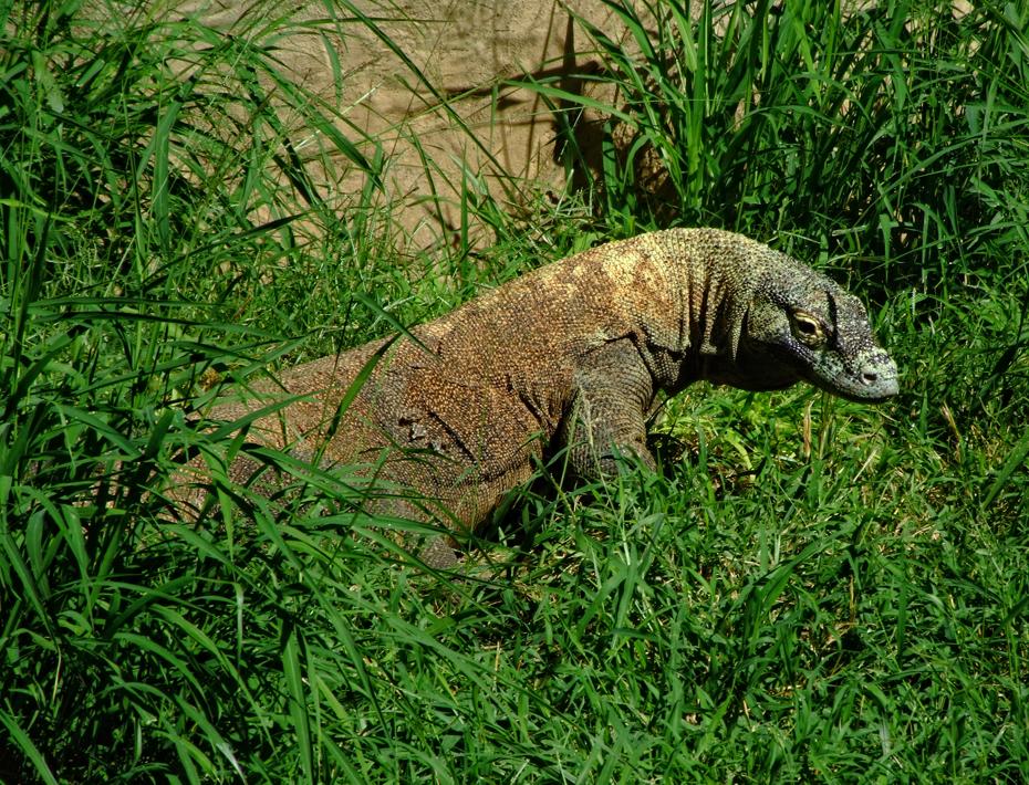 Komodowaran im San Antonio Zoo, San Antonio, TX