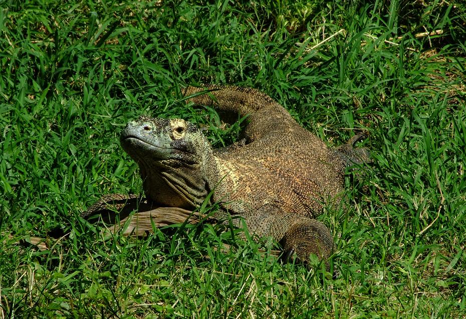 Komodowaran im San Antonio Zoo, San Antonio, TX