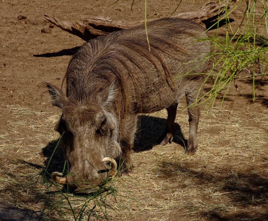 Afrikansiches Schwein im San Antonio Zoo, San Antonio, TX