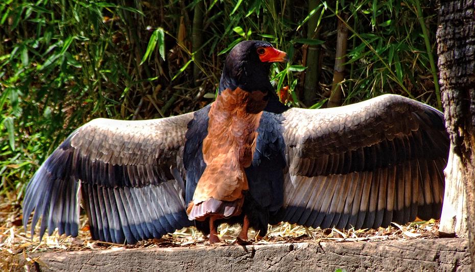 Vogel im San Antonio Zoo, San Antonio, TX